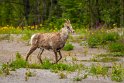 028 Alaska Highway, steen schaap